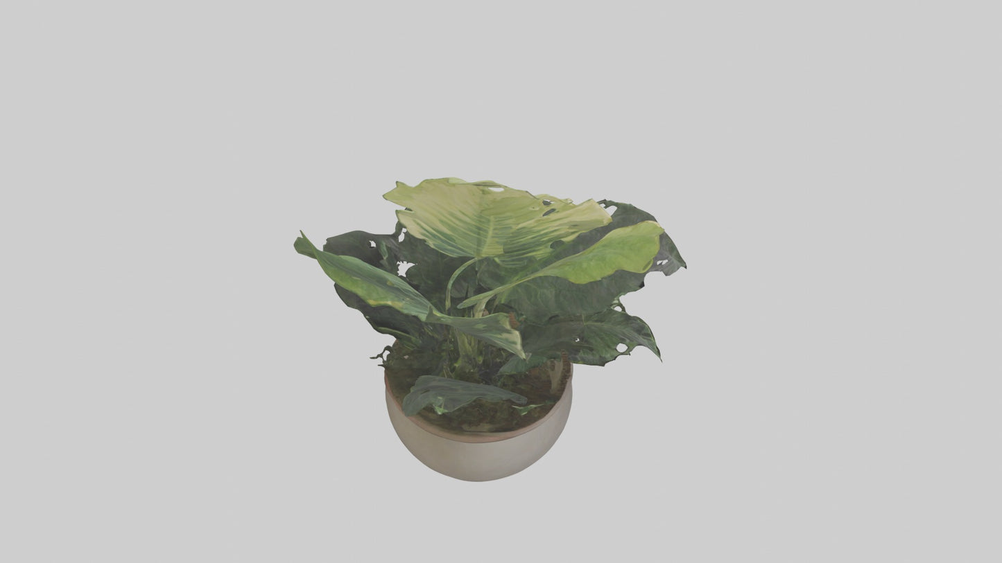 3D model Alocasia Model VR / AR / low-poly