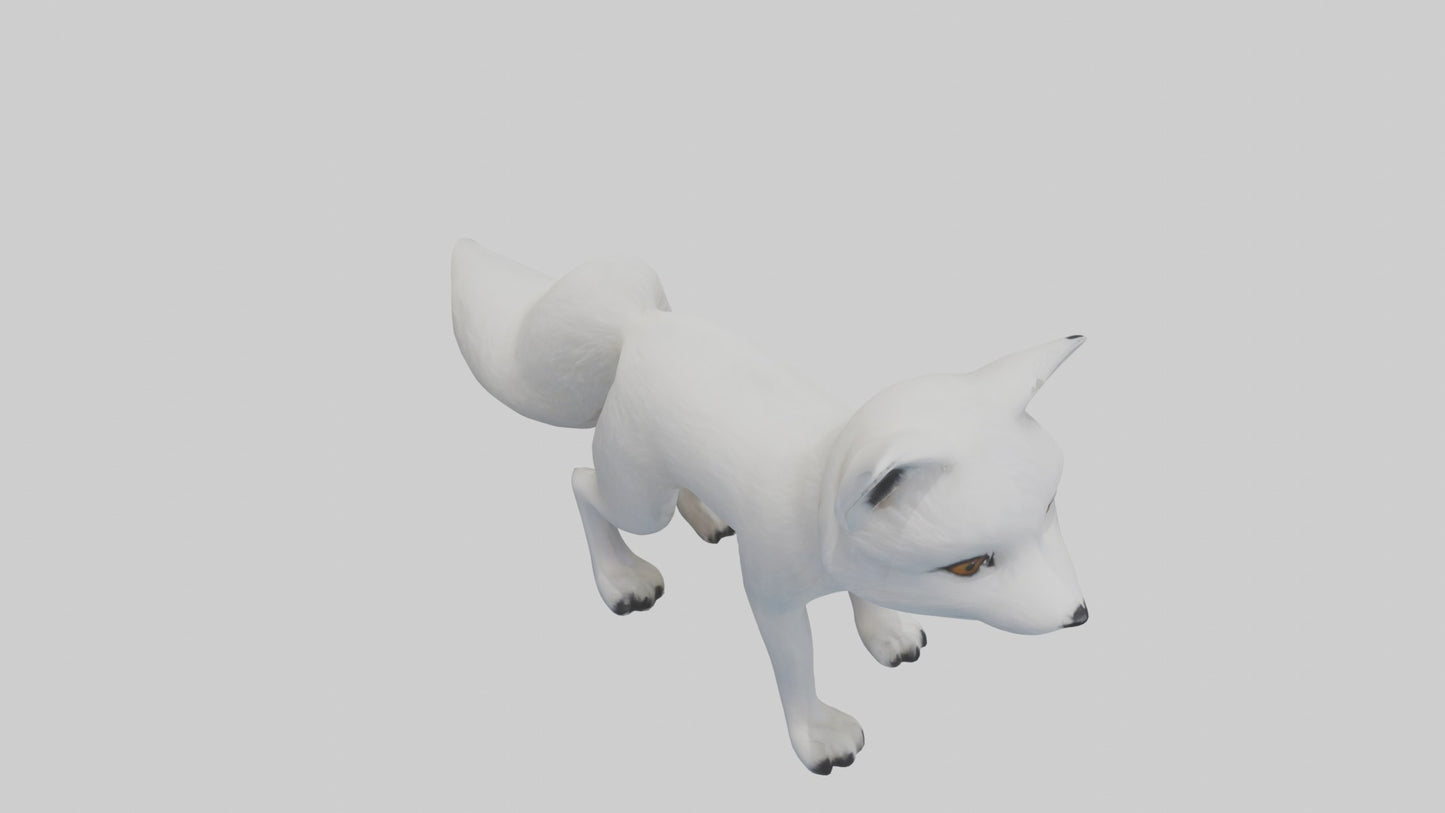 3D model Arctic Fox Model 1 VR / AR / low-poly