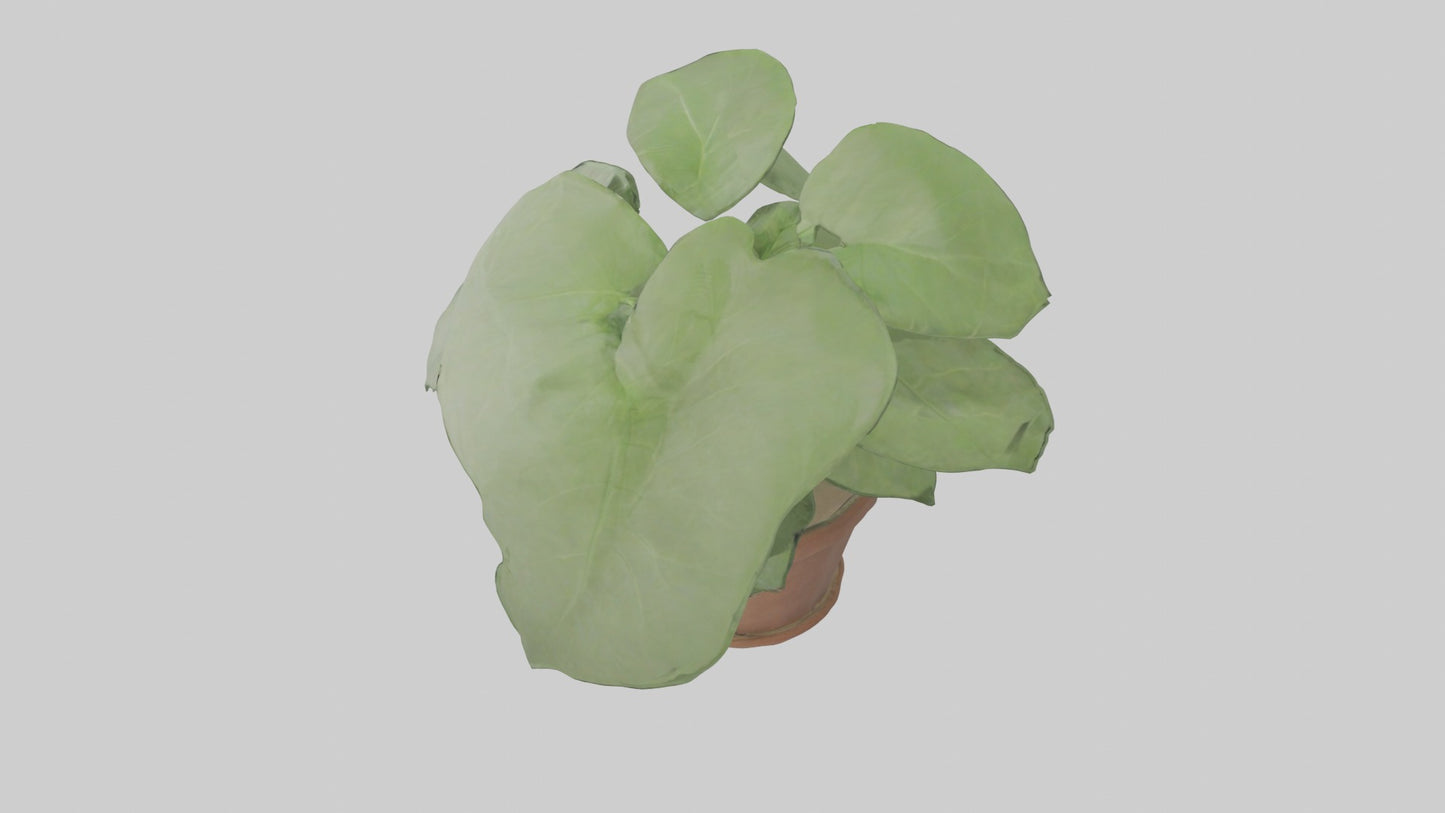 3D model Arrowhead Plant Model VR / AR / low-poly