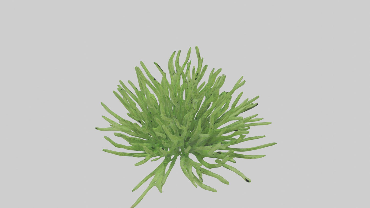 3D model Asparagusfern Model 1 VR / AR / low-poly