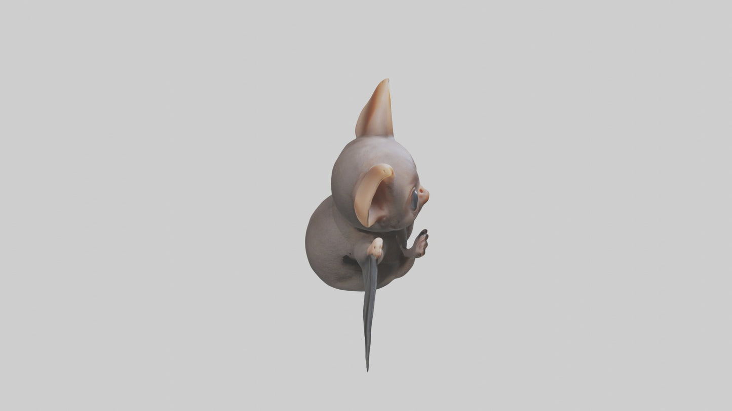 3D model Babybat Model 1 VR / AR / low-poly