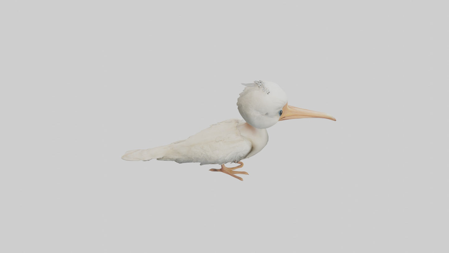 3D model Babypelican Model 1 VR / AR / low-poly