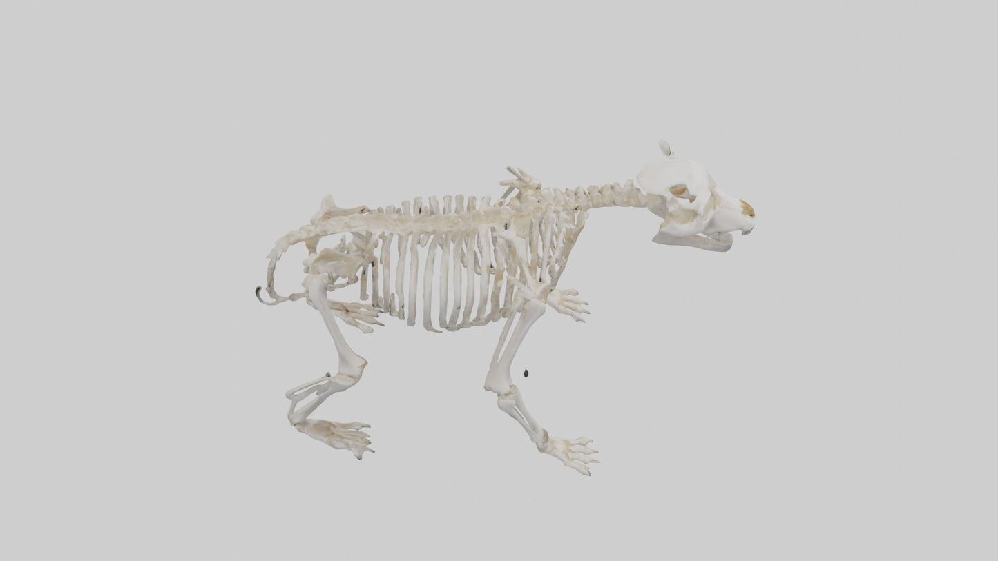 3D model Bear Skeleton model VR / AR / low-poly