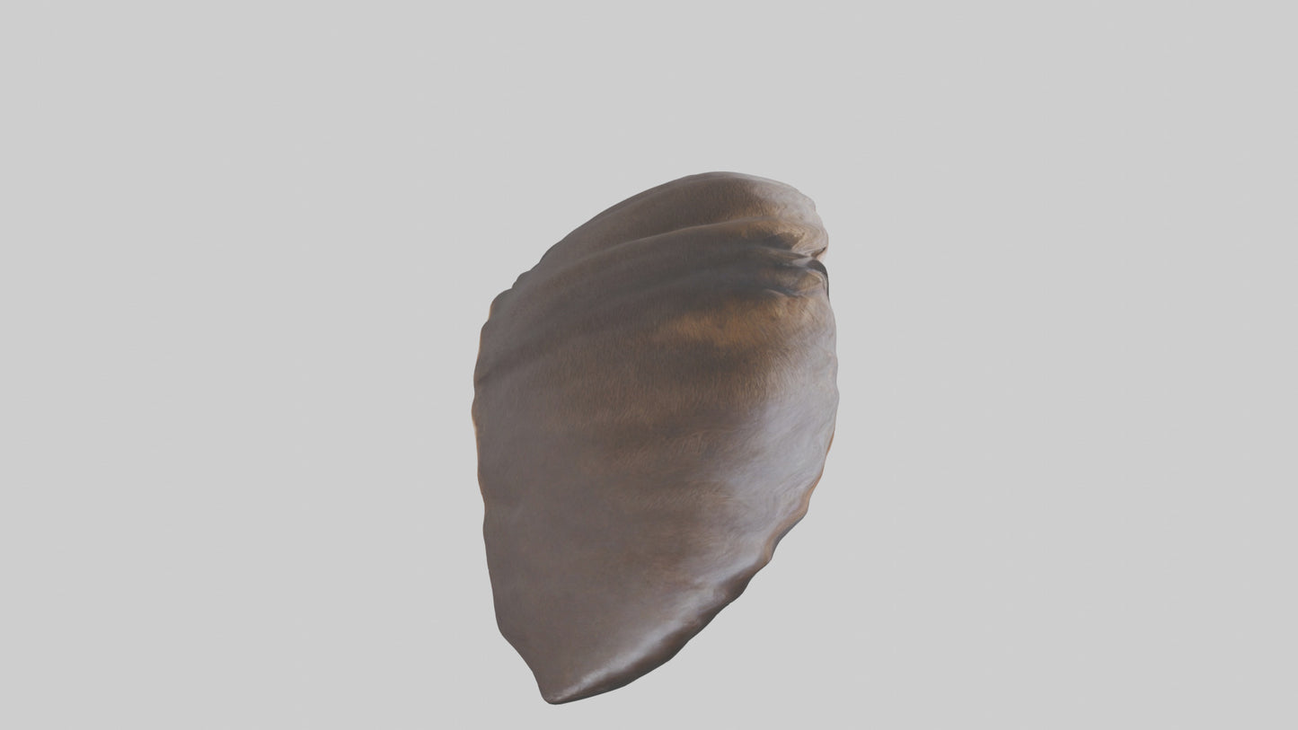 3D model Beaver Rib VR / AR / low-poly