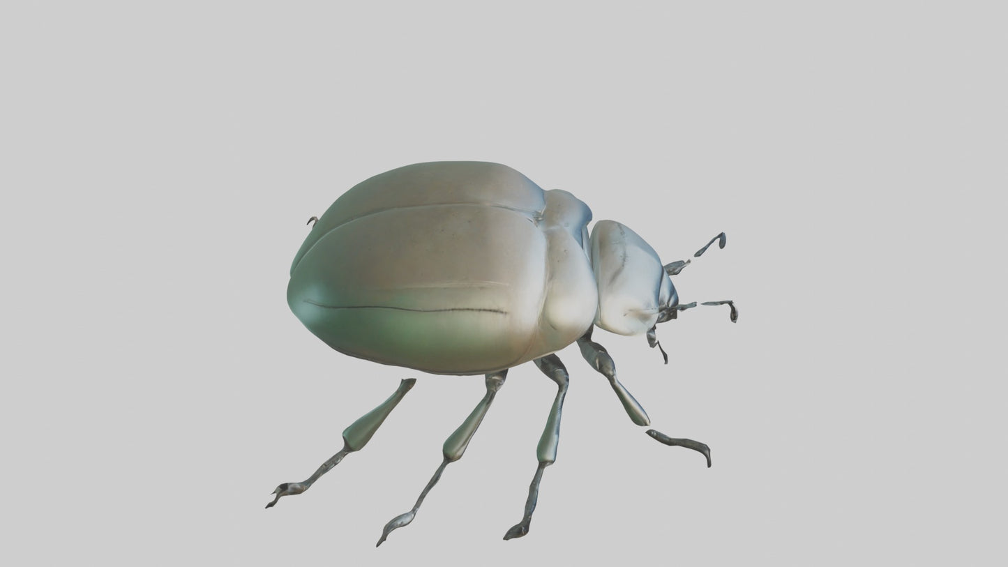 3D model Beetle Model 1 VR / AR / low-poly