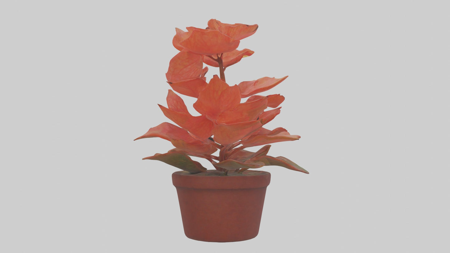 3D model Begonia Model VR / AR / low-poly