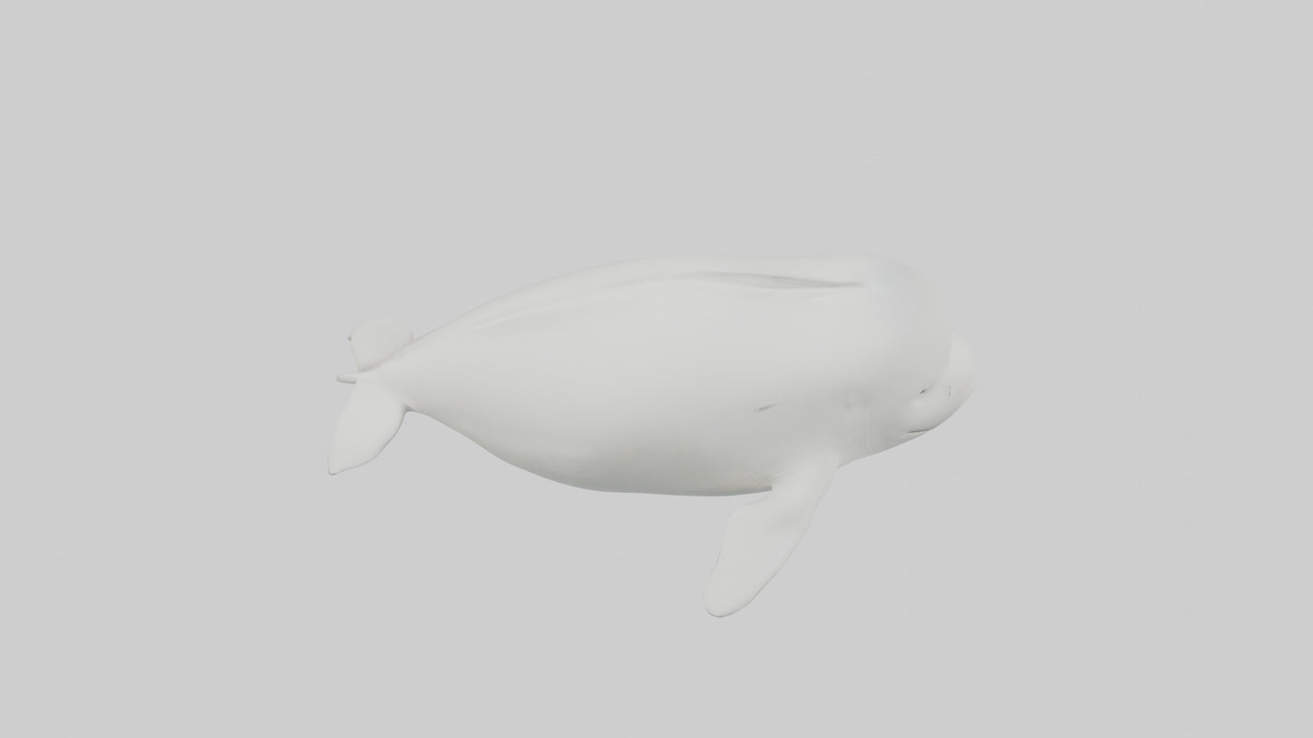 3D model Beluga Whale swimming model VR / AR / low-poly