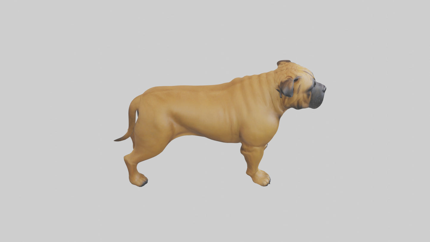 Bull Mastiff guarding model VR / AR / low-poly