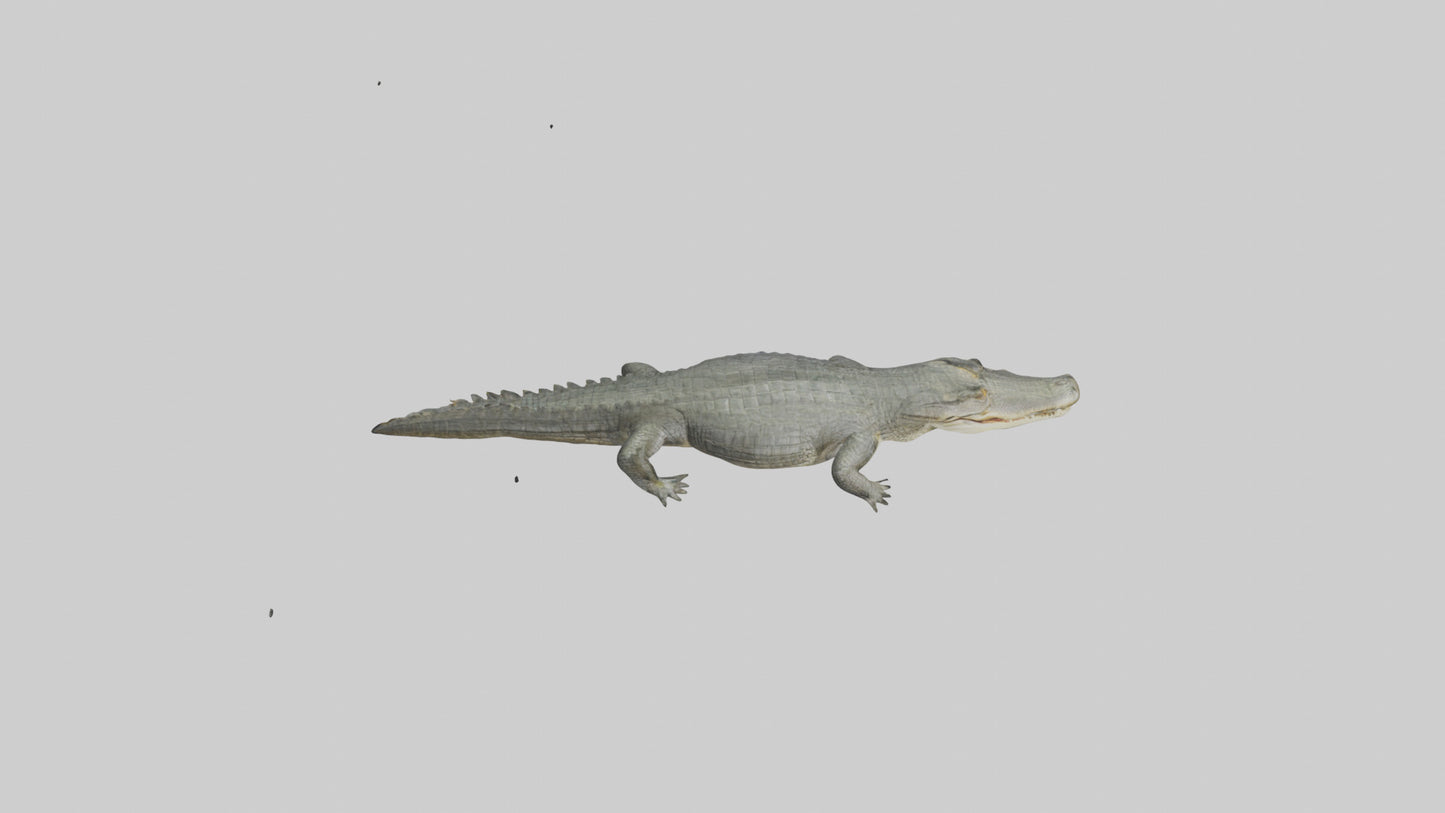 3D model Caiman Crocodile lurking model VR / AR / low-poly