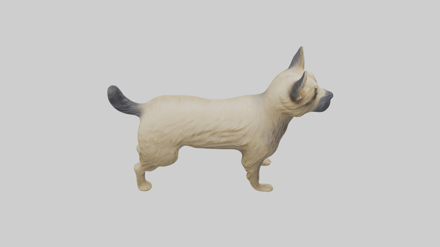 3D model Cairn Terrier standing model VR / AR / low-poly