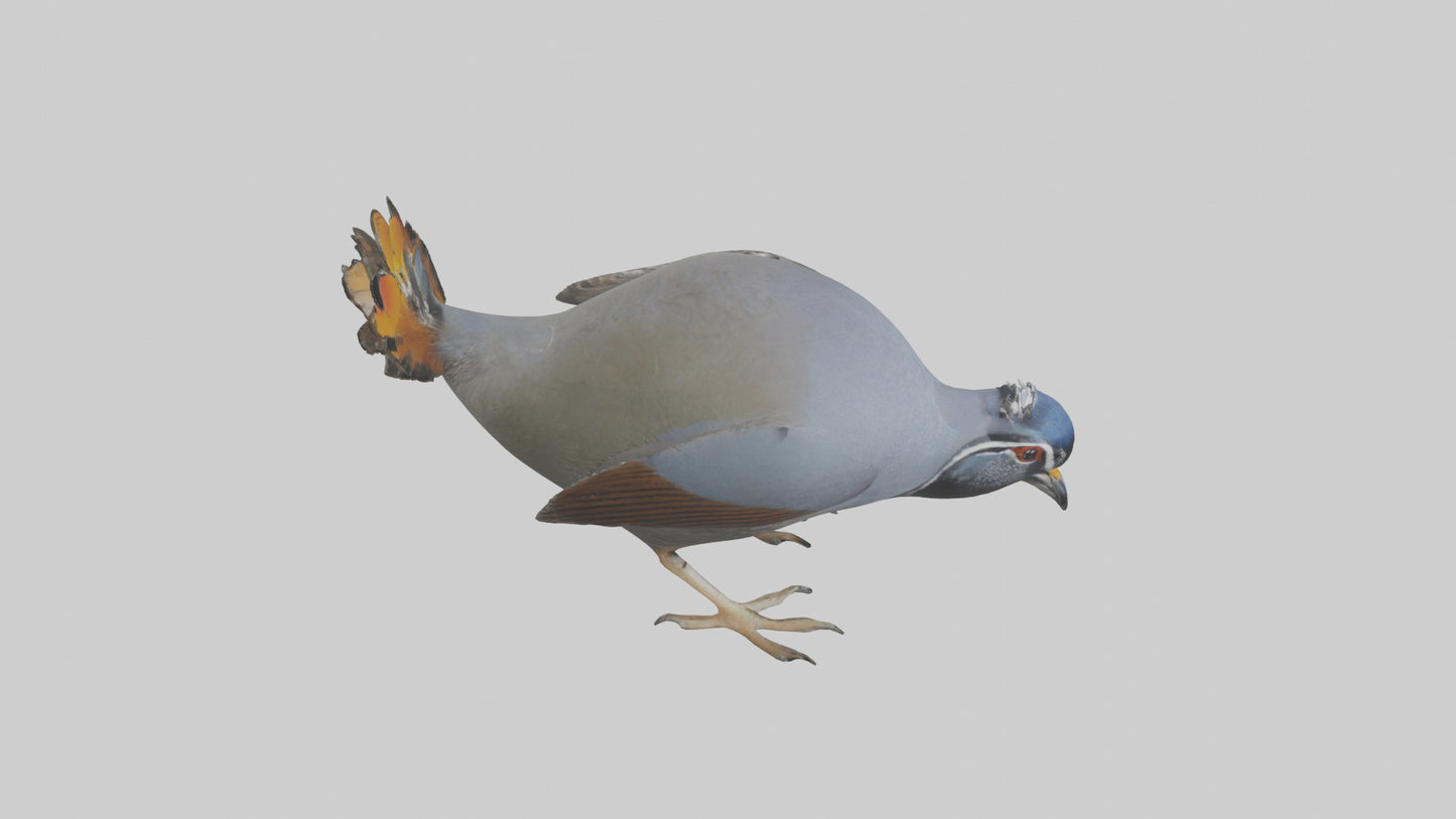 3D model California Quail scratching model VR / AR / low-poly