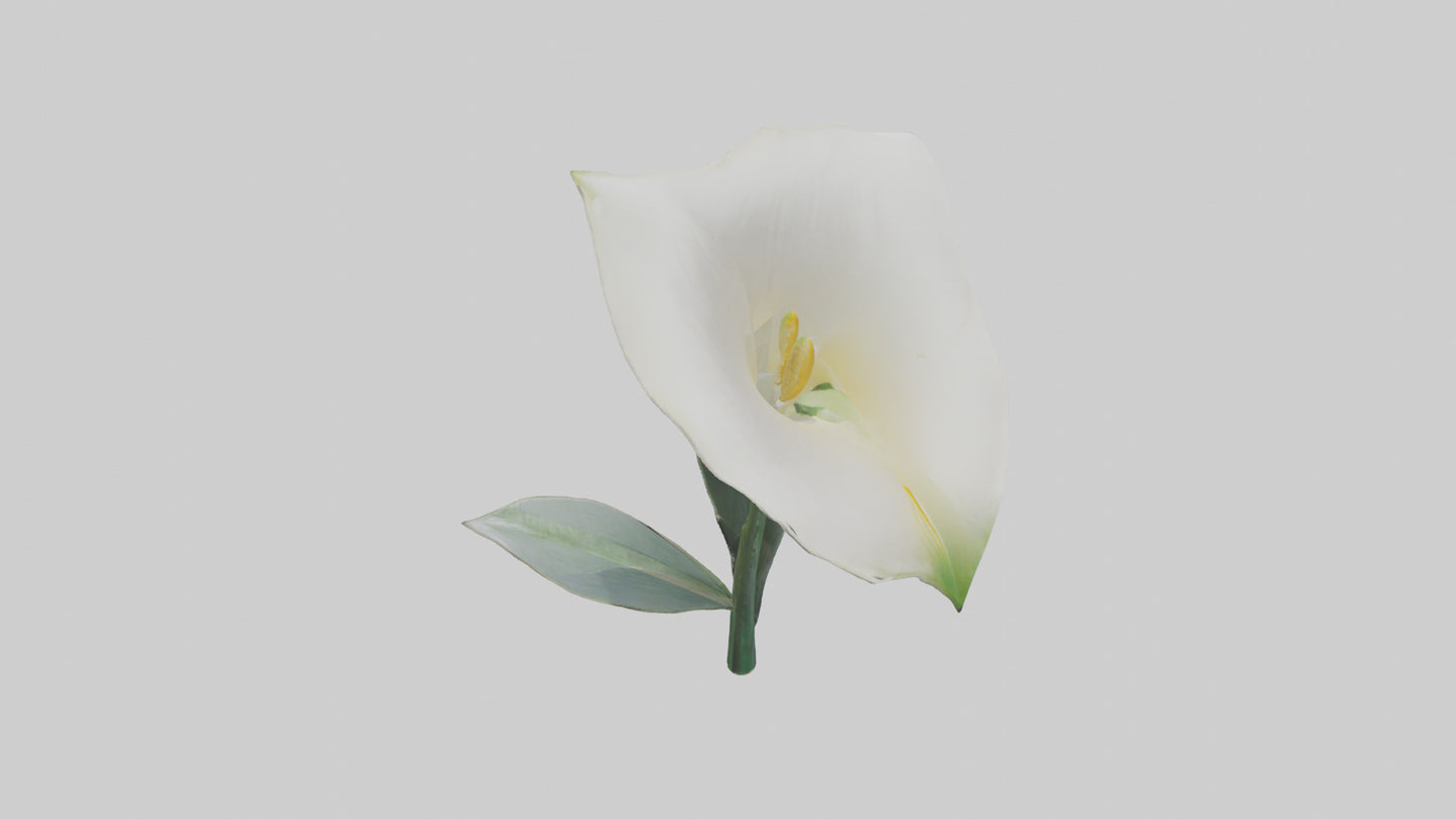 3D model Calla Lily model VR / AR / low-poly