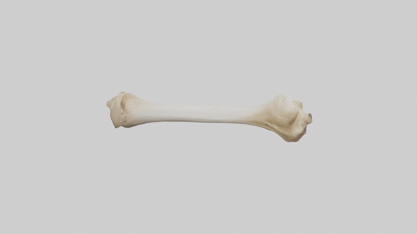 3D model Camel Femur VR / AR / low-poly