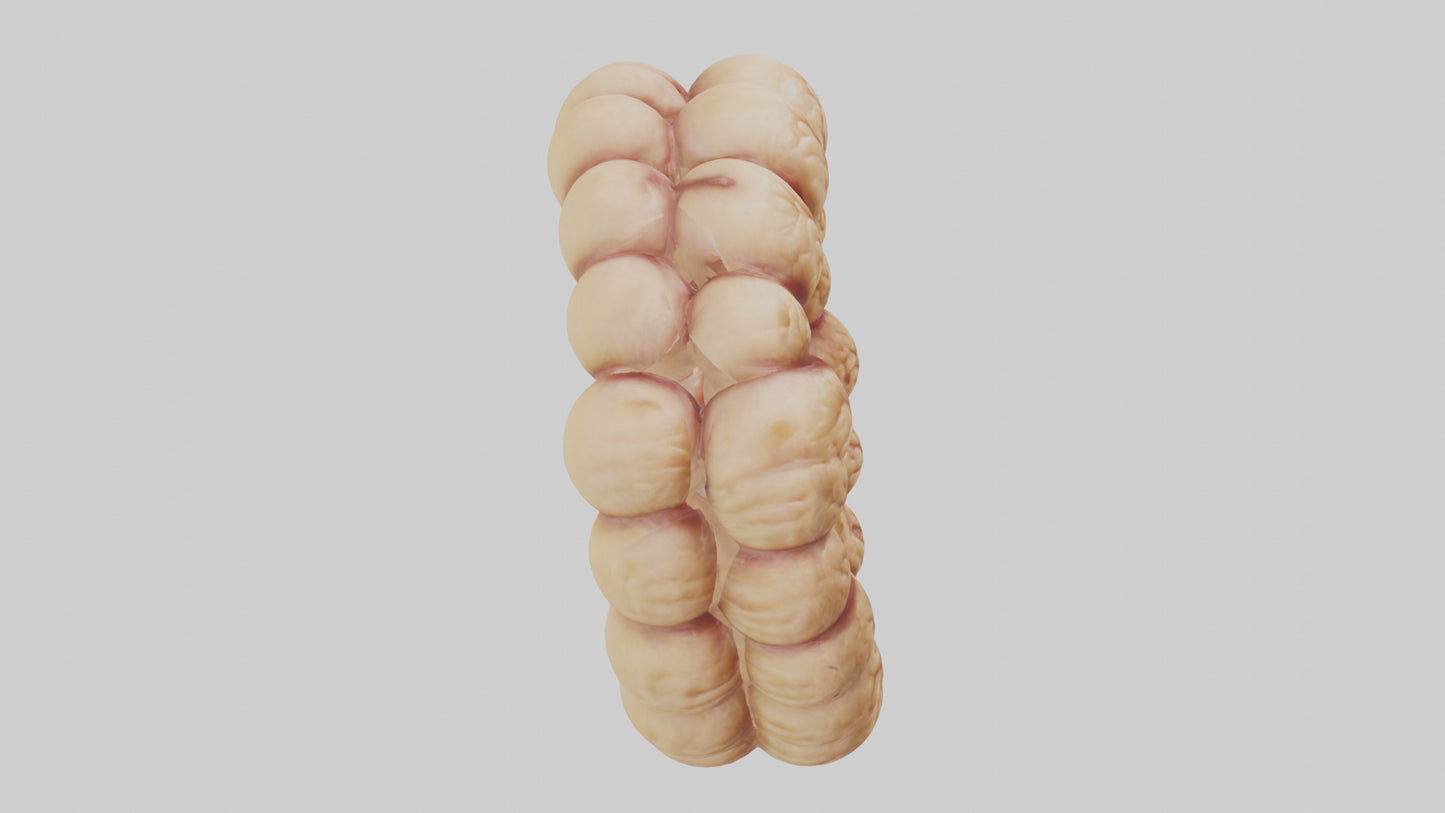 3D model Camel Small Intestine VR / AR / low-poly