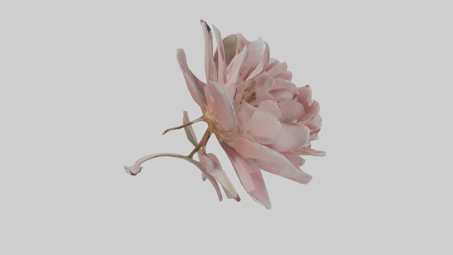 3D model Camellia model VR / AR / low-poly