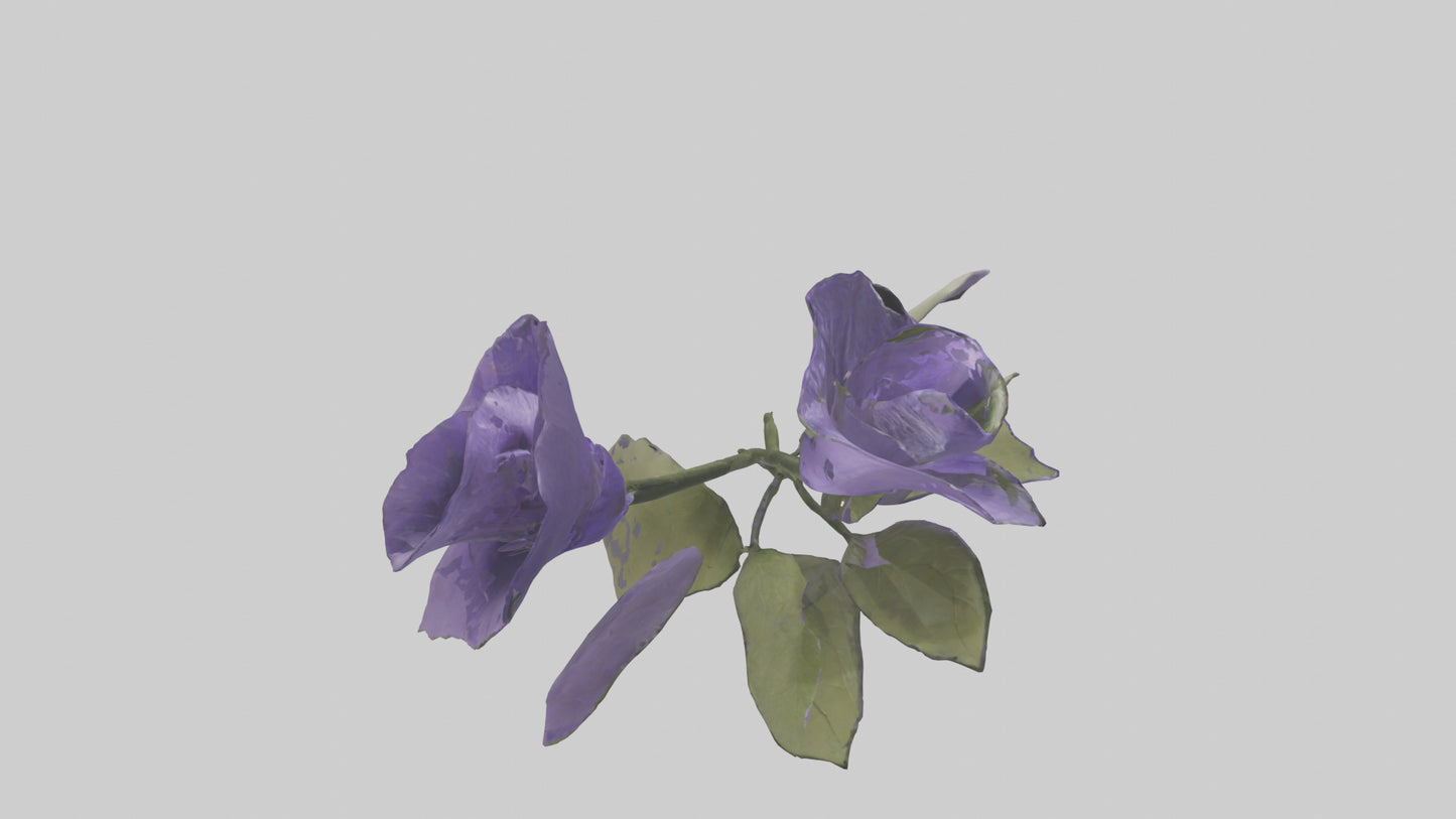 3D model Canterbury Bell model VR / AR / low-poly