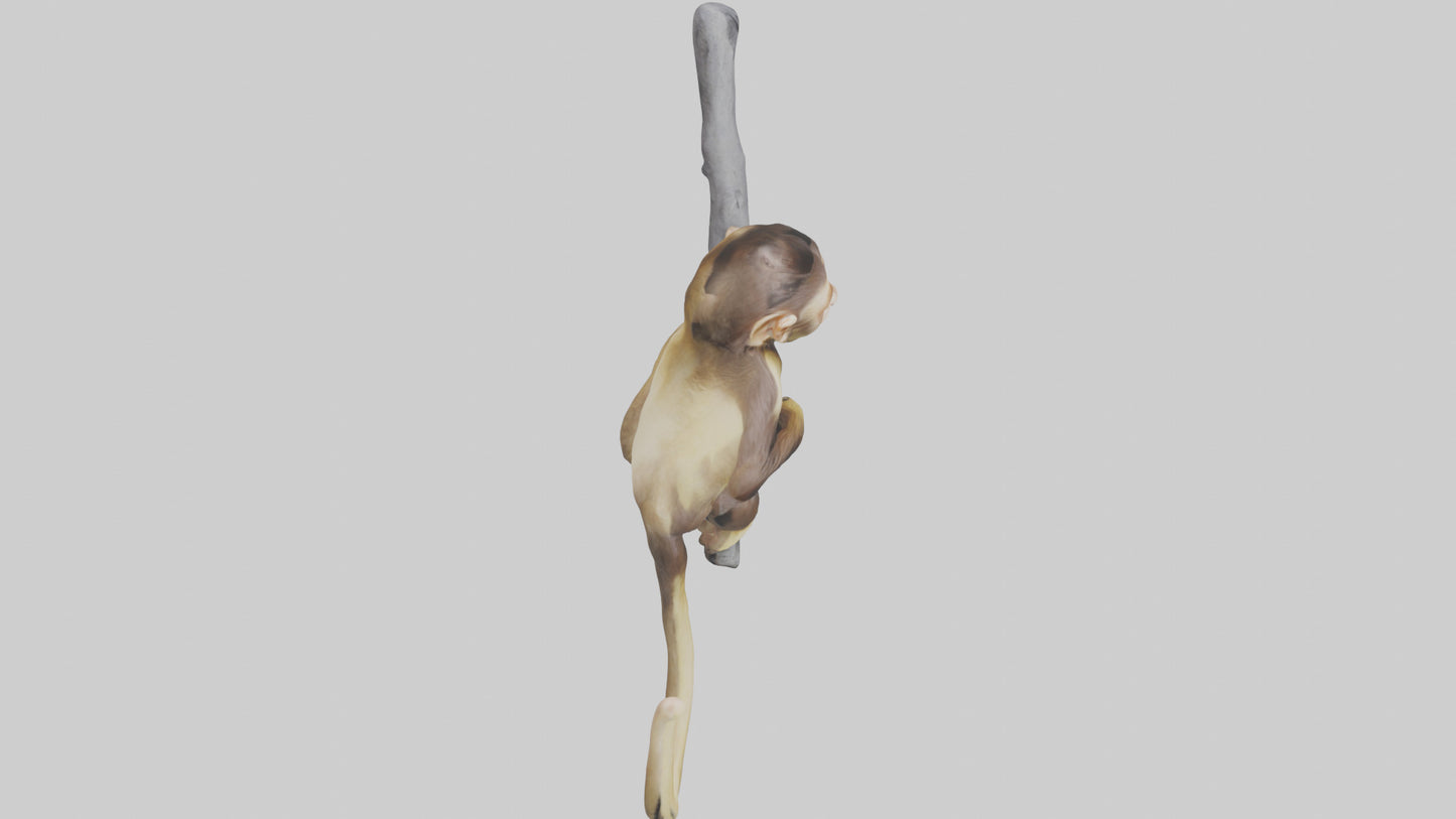 3D model Capuchin Monkey climbing model VR / AR / low-poly