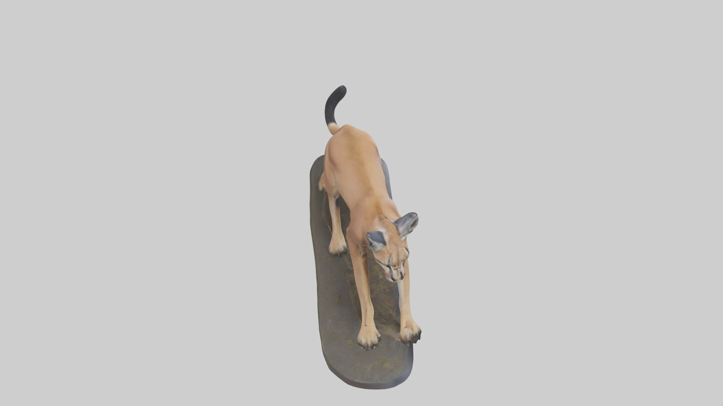 3D model Caracal hunting model VR / AR / low-poly