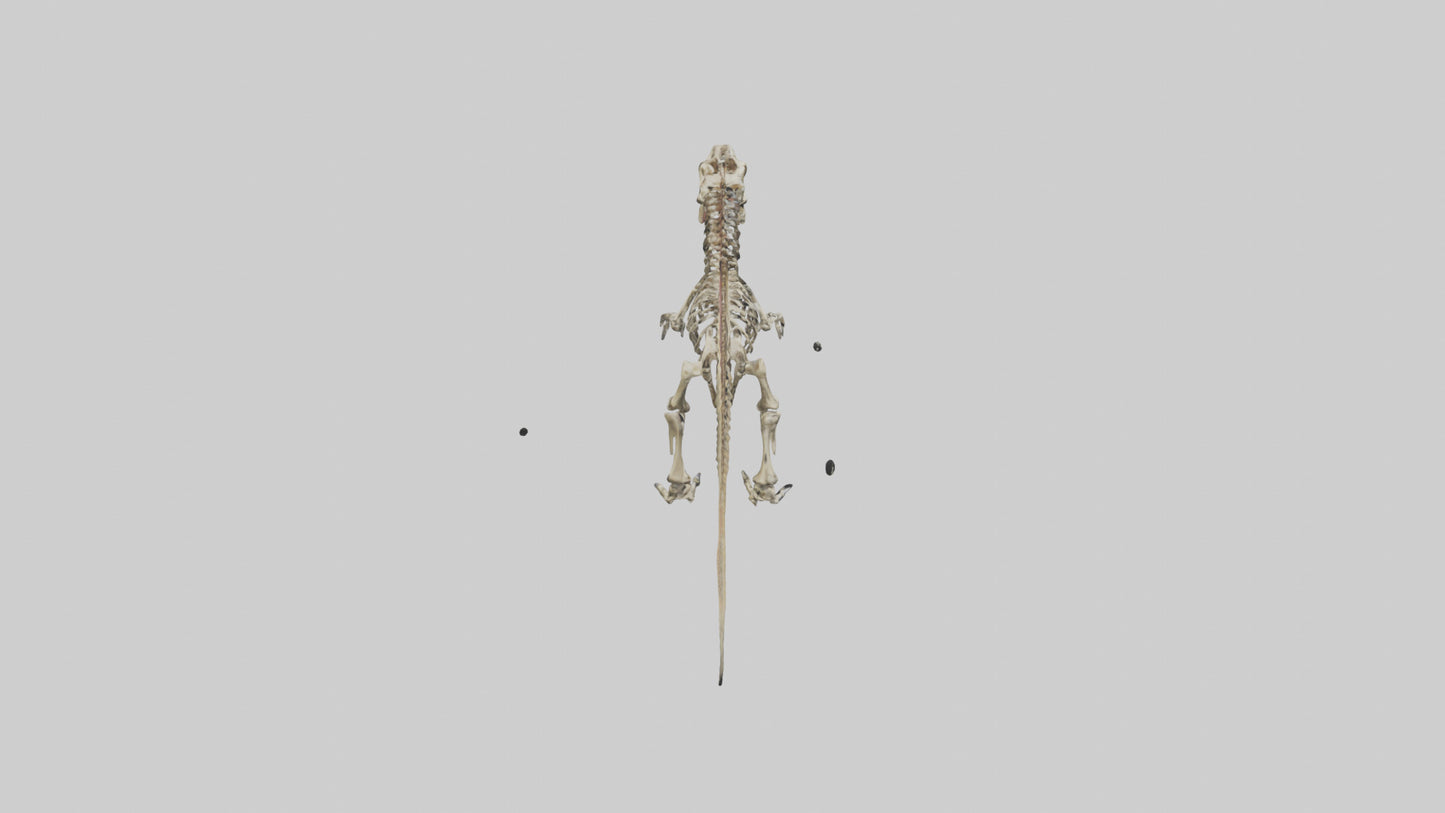 3D model Carcharodontosaurus Skeleton model VR / AR / low-poly