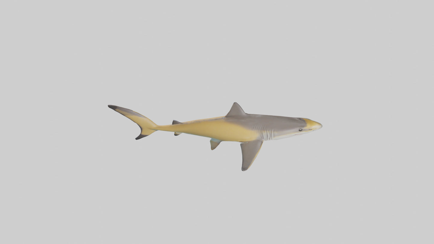Caribbean Reef Shark swimming model VR / AR / low-poly