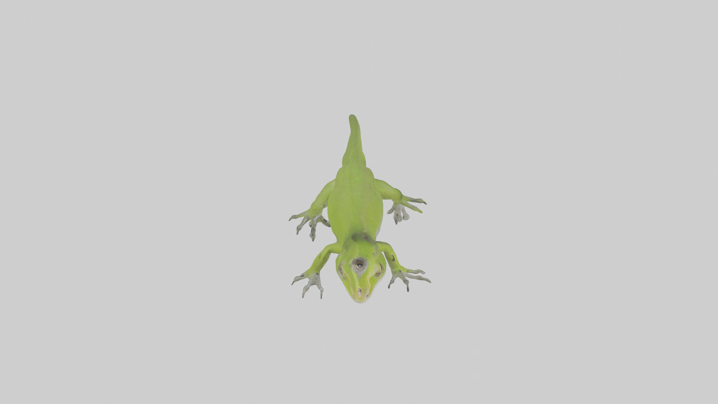 Carolina Anole climbing model VR / AR / low-poly