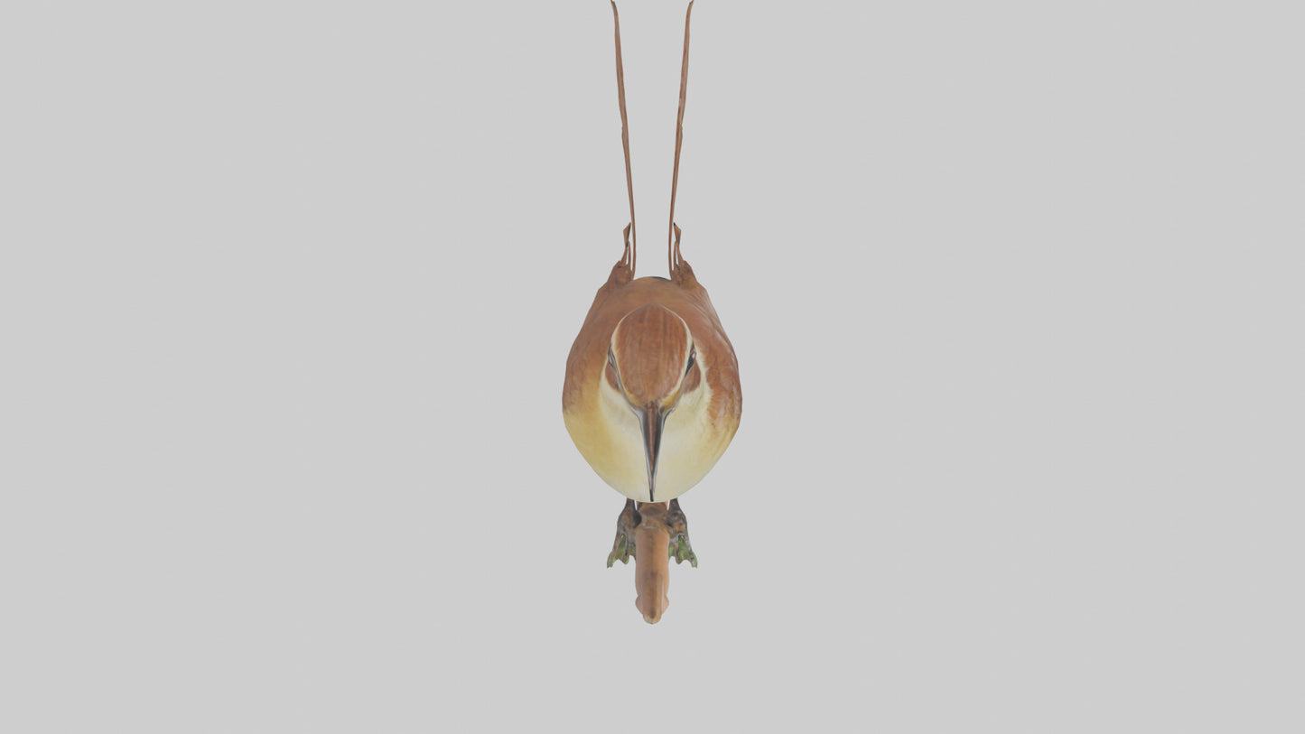 Carolina Wren perched model VR / AR / low-poly