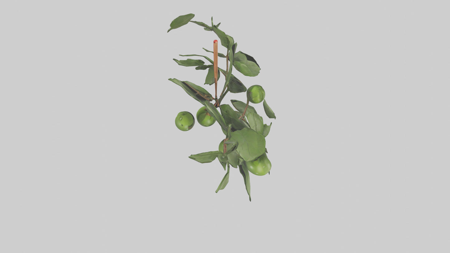 Cartoon Mistletoe model 3D model