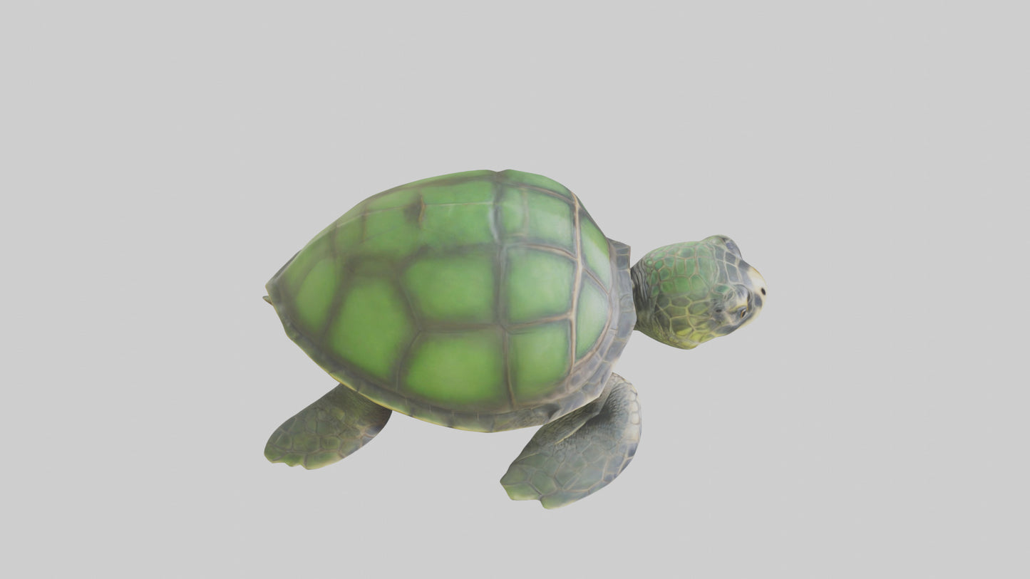 Cartoon Sea Turtle model 3D model