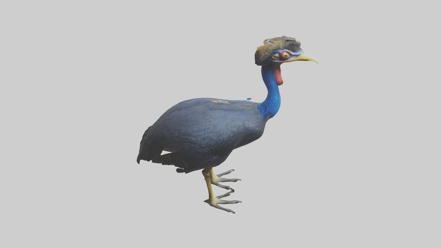 Cassowary stalking model 3D model