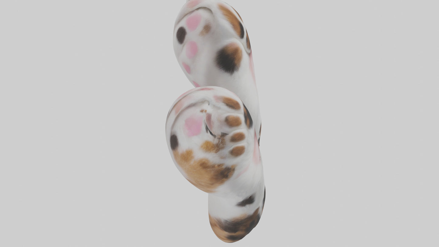Cat Paws 3D model