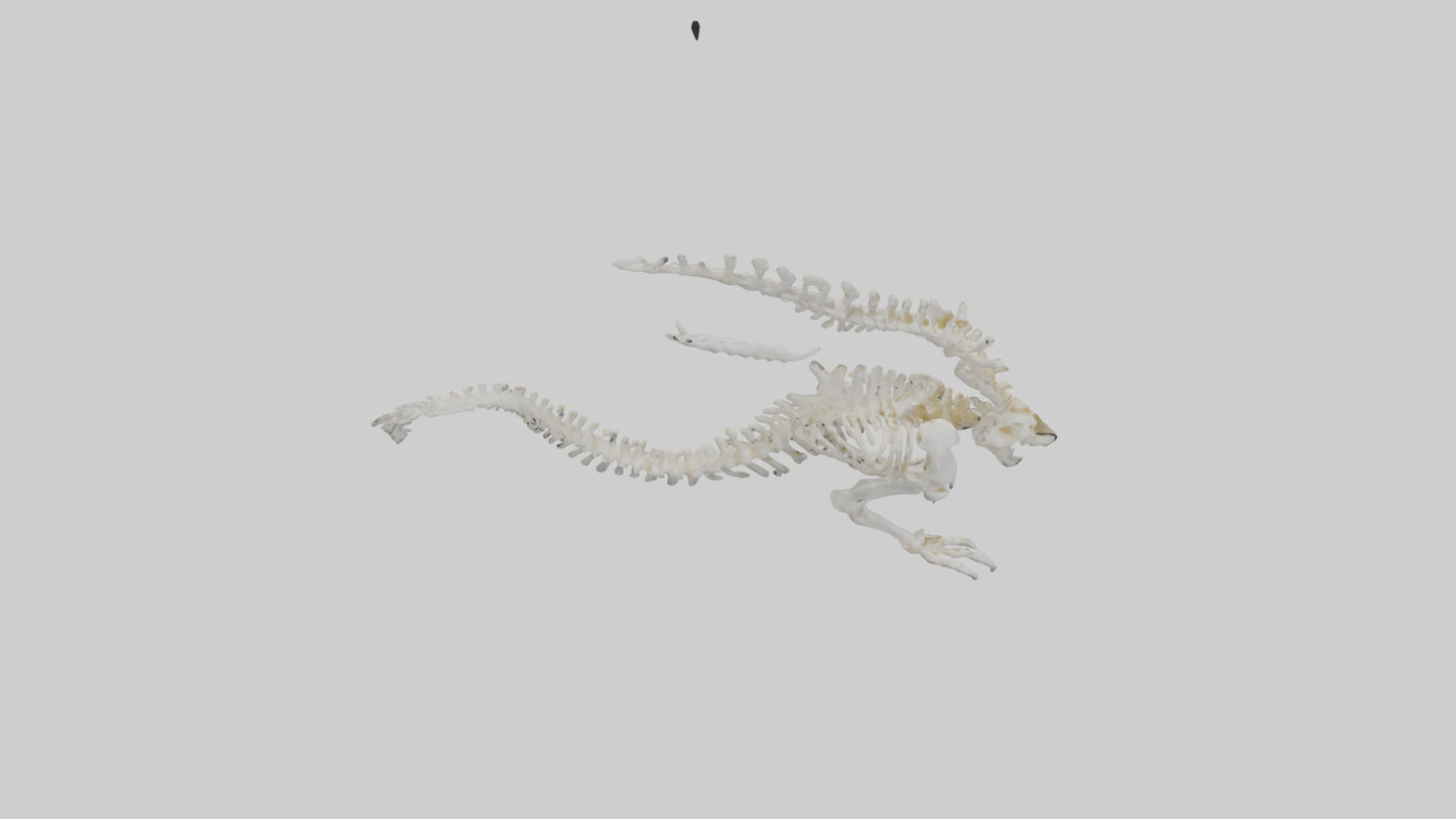 Cat Tail Skeleton model 3D model