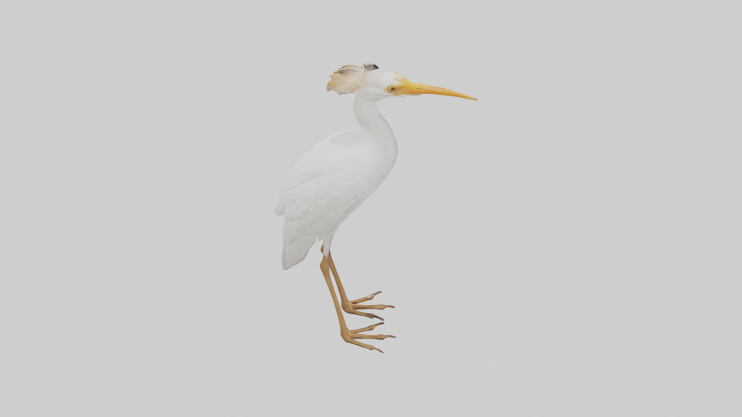 Cattle Egret standing model 3D model