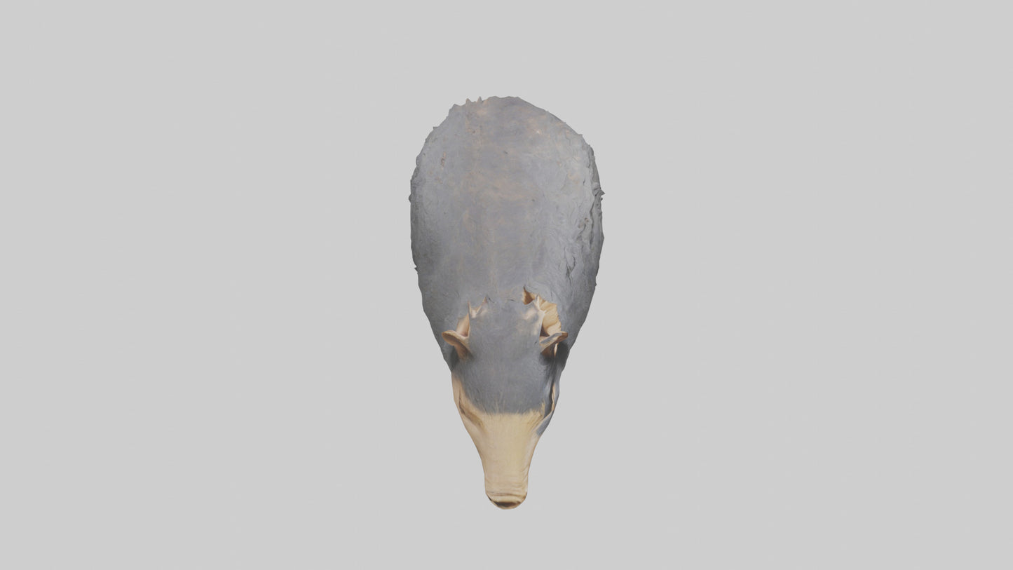 Chacoan Peccary digging model VR / AR / low-poly