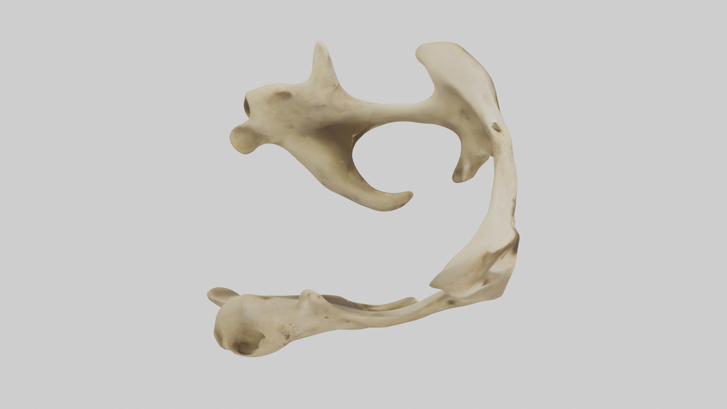 3D model Cheetah Pelvis VR / AR / low-poly