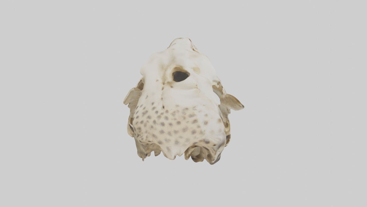 3D model Cheetah Skull VR / AR / low-poly
