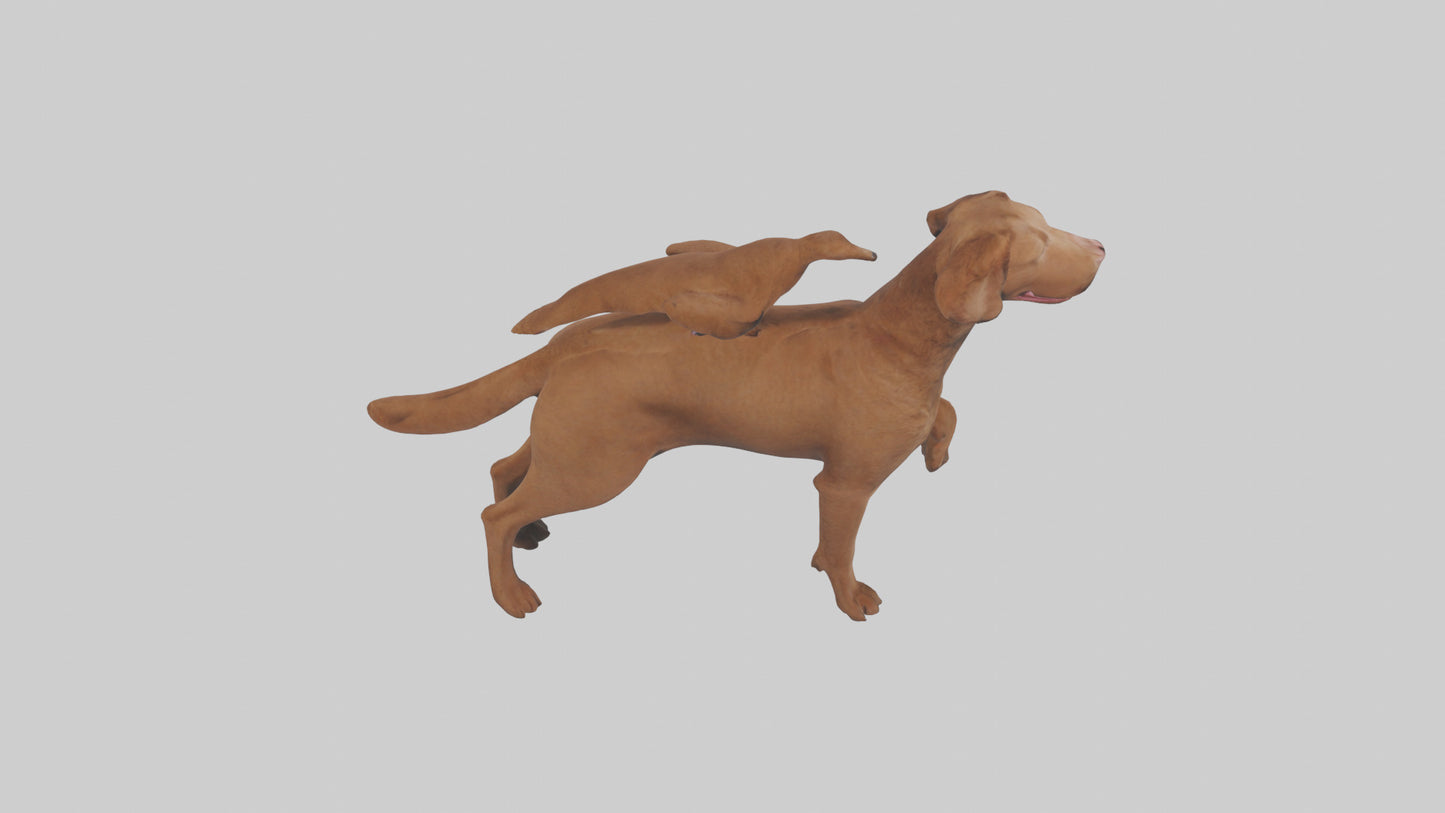 Chesapeake Bay Retriever retrieving model 3D model