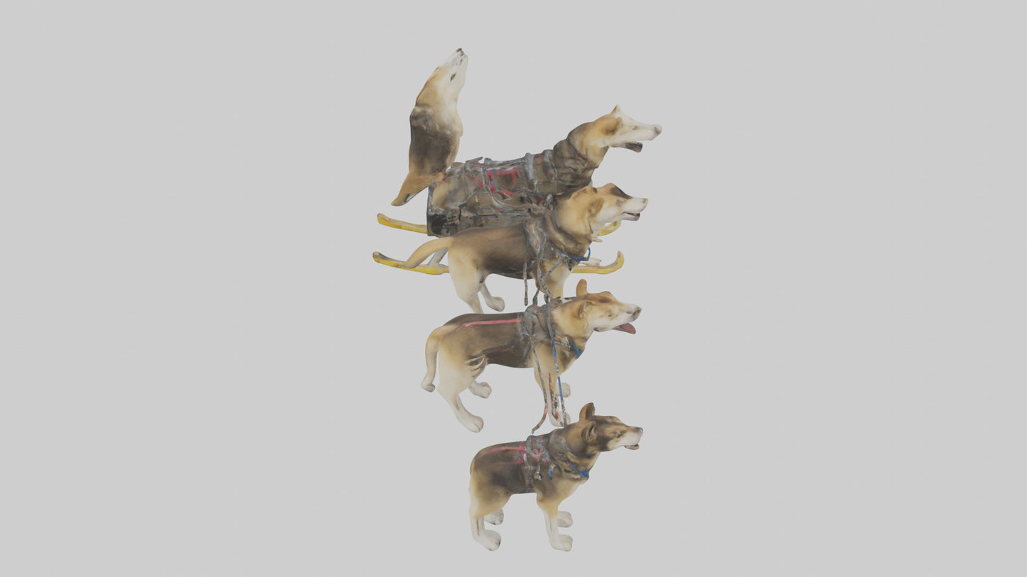 Chinook Dog sledding model VR / AR / low-poly