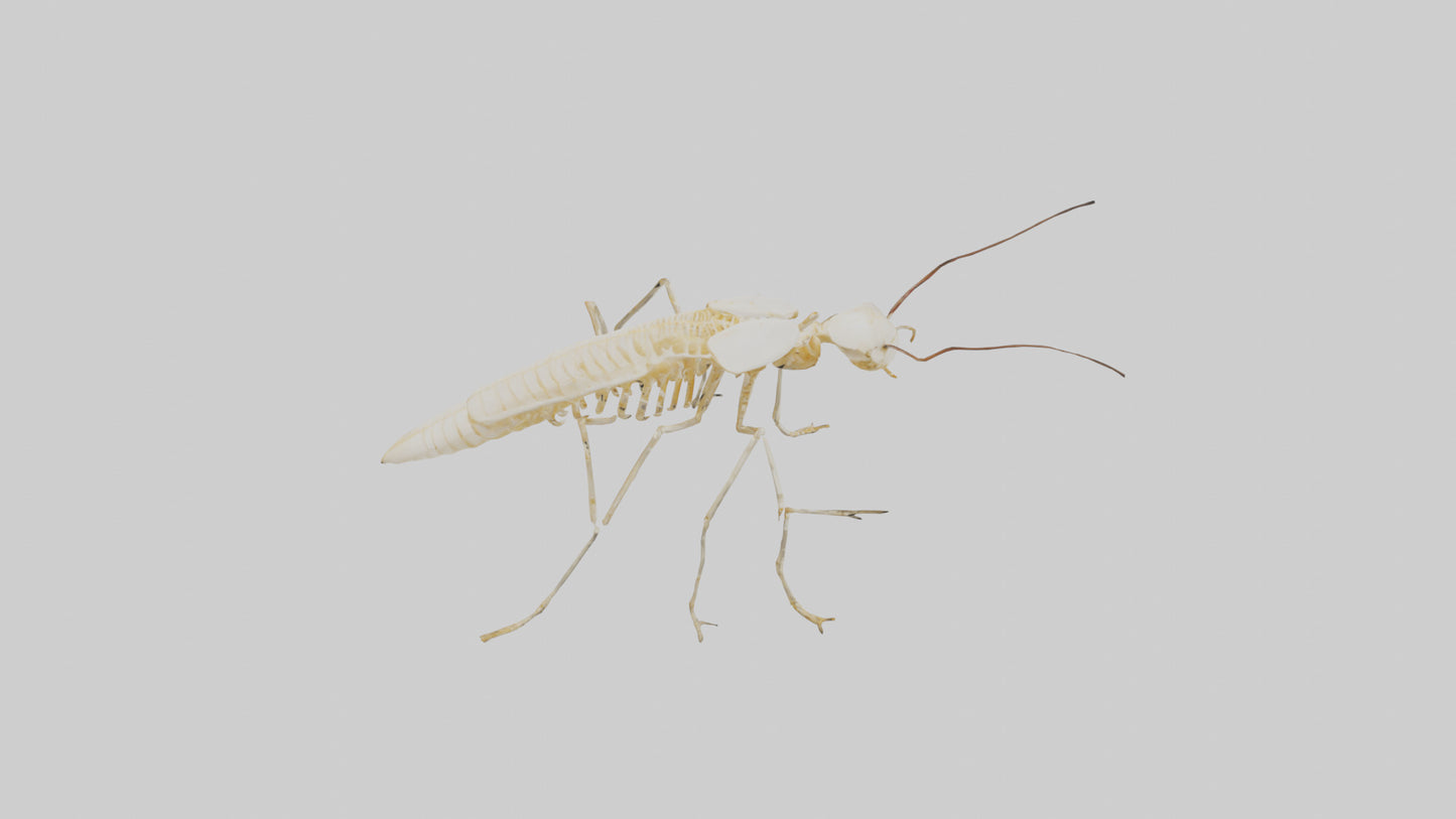 Clam Skeleton model VR / AR / low-poly