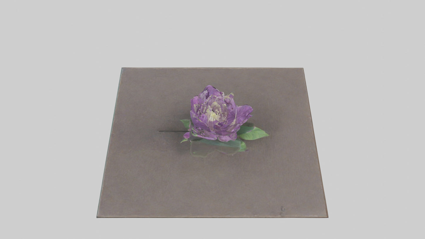 Clematis model 3D model