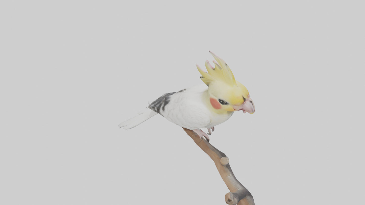 3D model Cockatiel singing model VR / AR / low-poly
