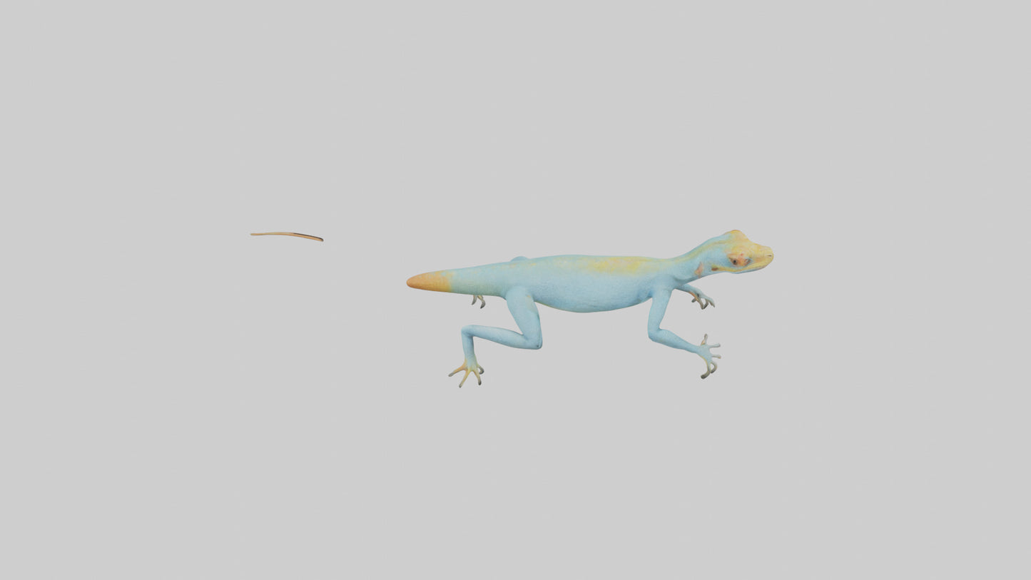 Collared Lizard running model VR / AR / low-poly