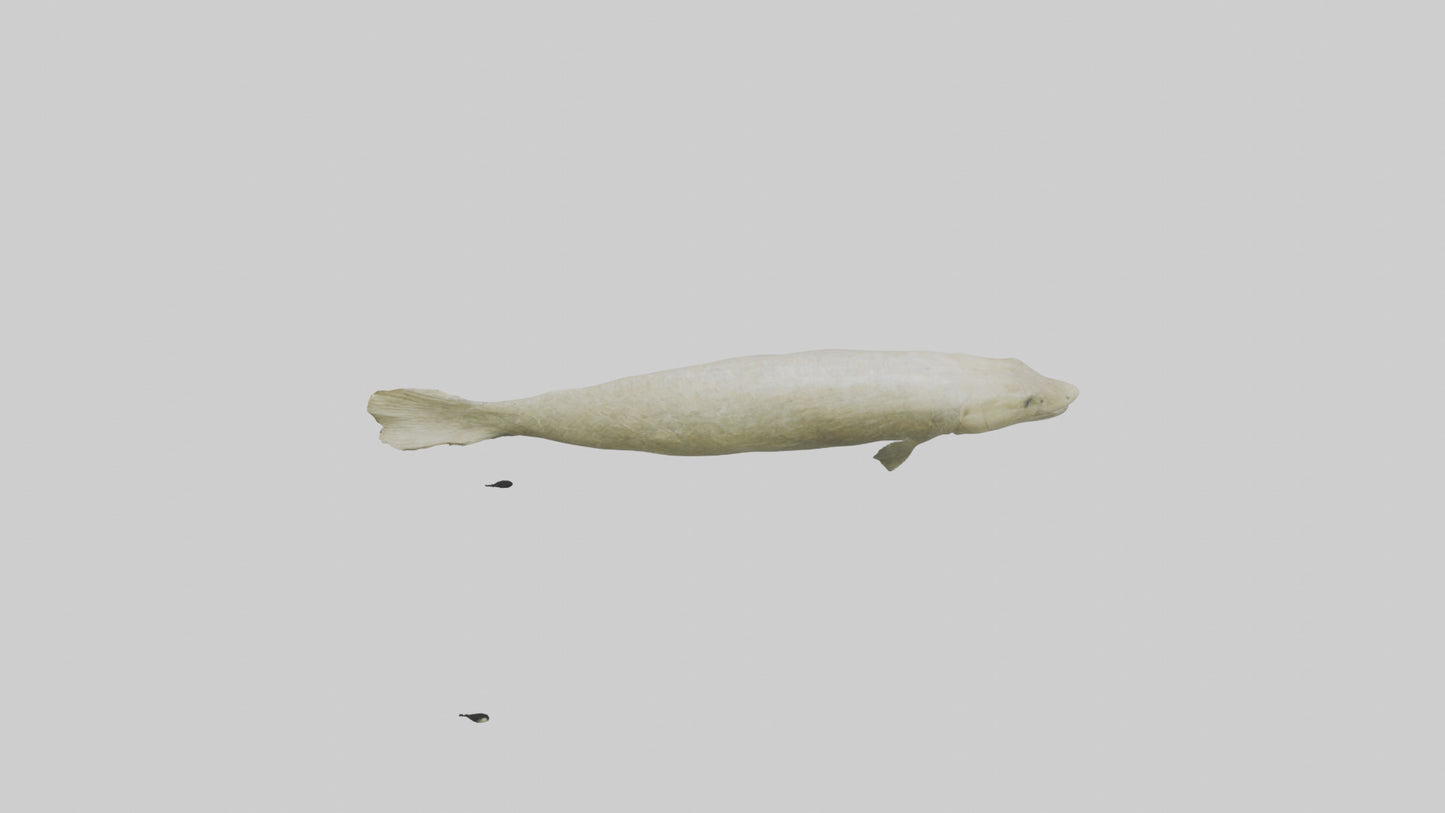 Common Eel weaving model VR / AR / low-poly