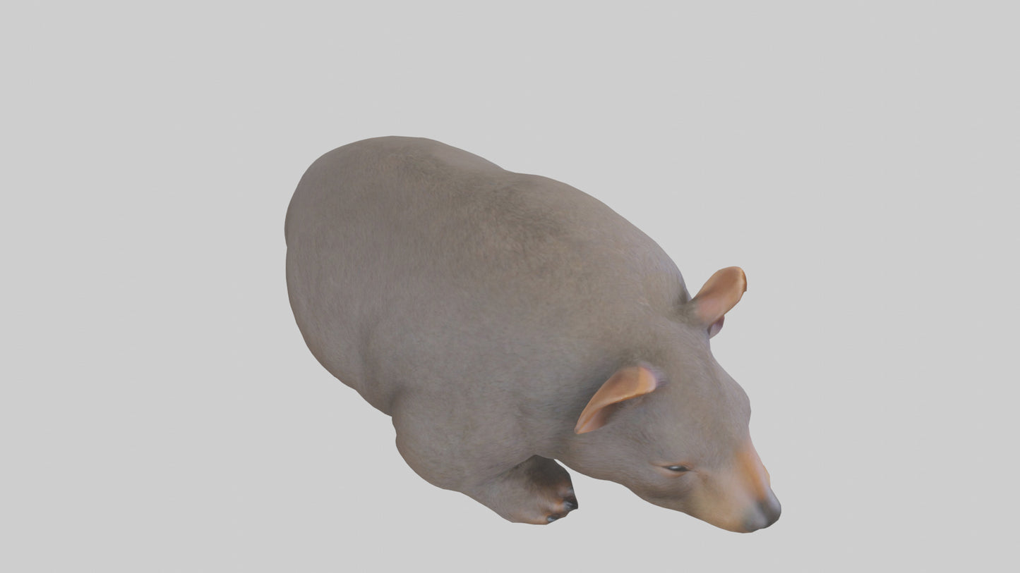 Common Wombat resting model VR / AR / low-poly