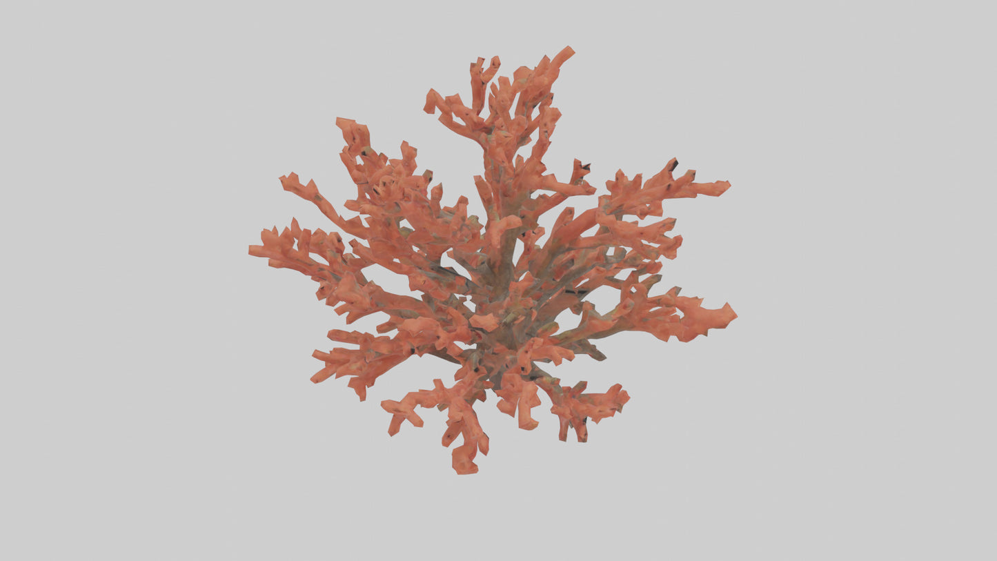 3D model Coral tree model VR / AR / low-poly