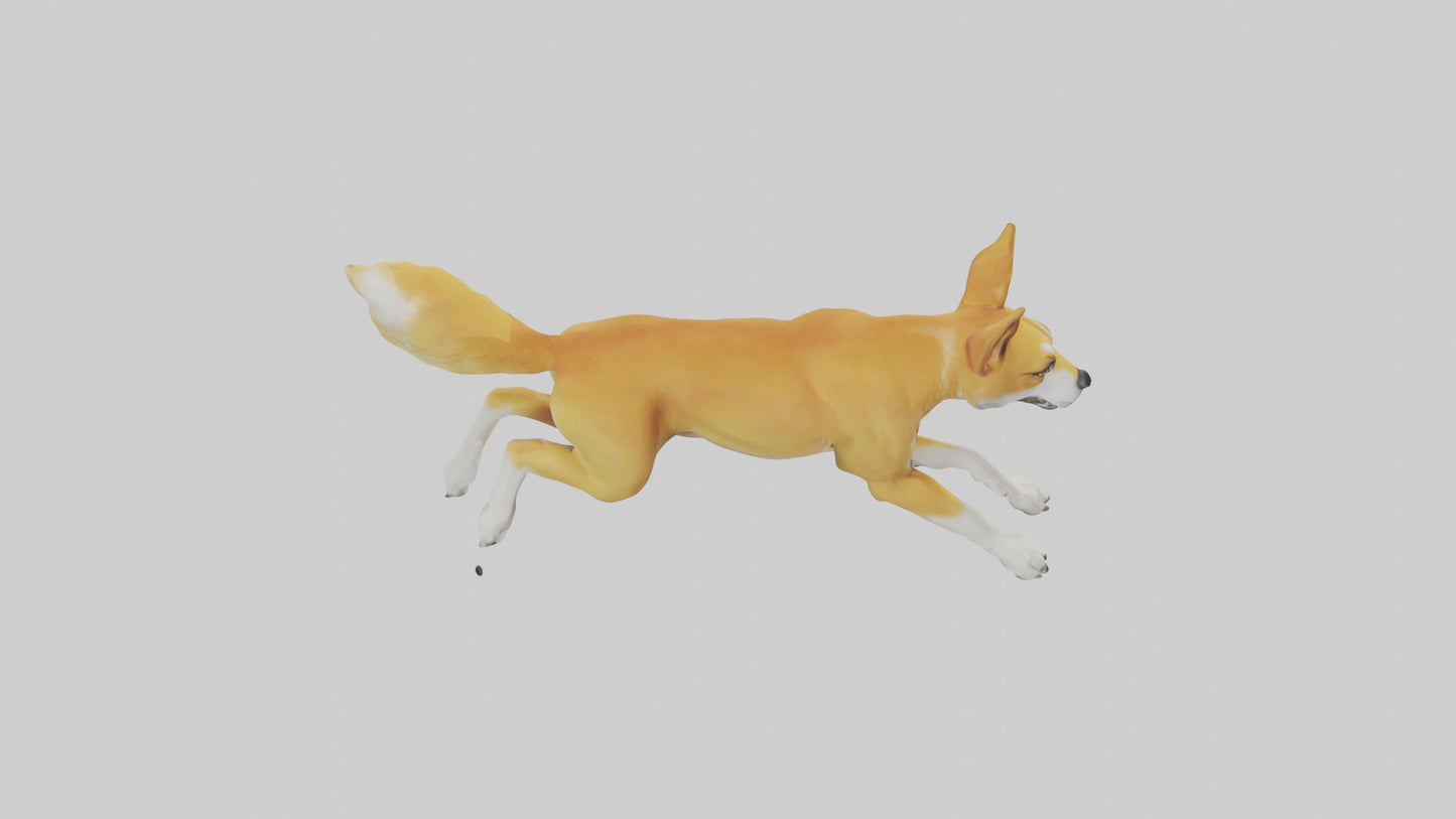 Dingo dog running model VR / AR / low-poly