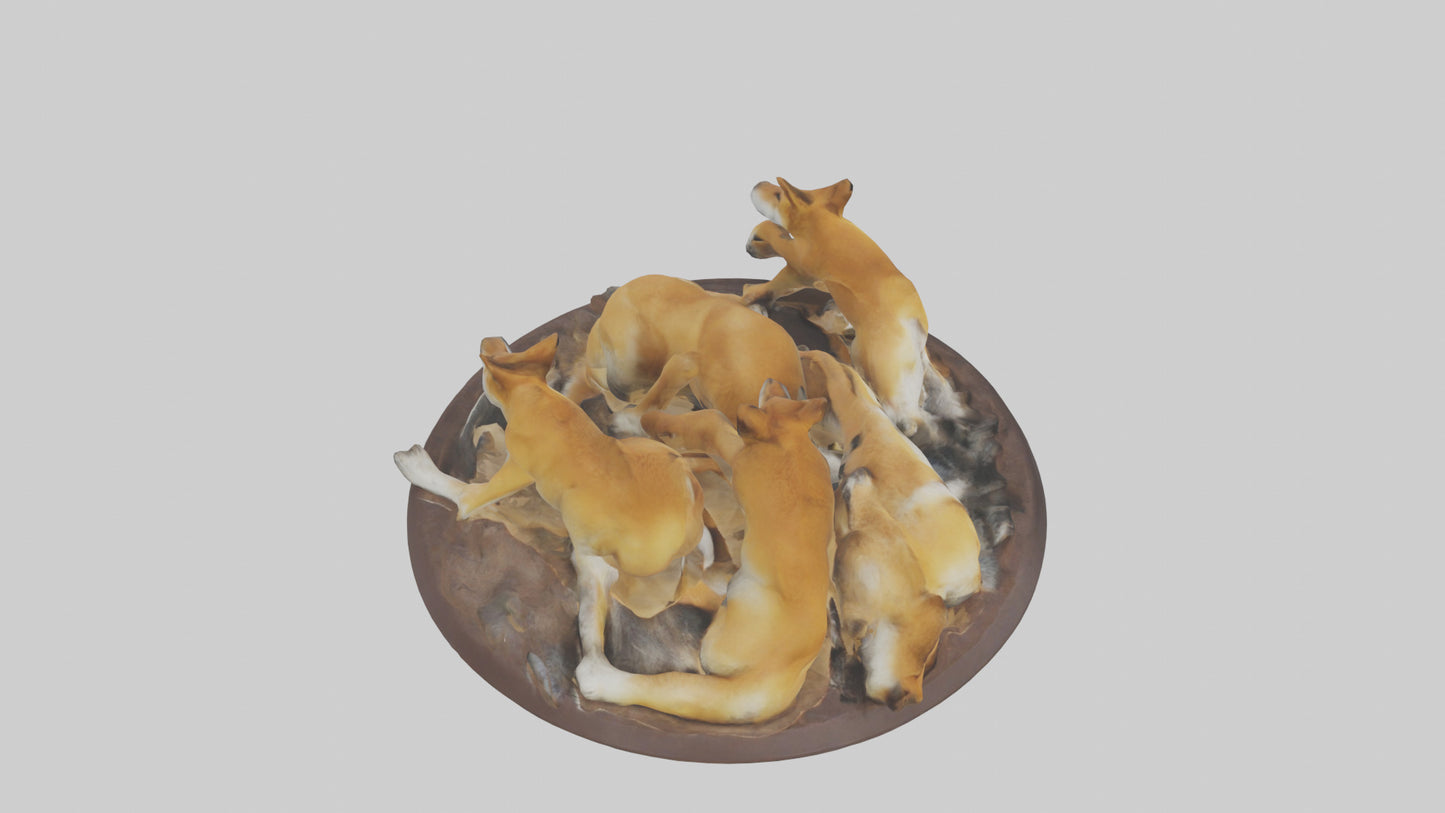 Dingo pack resting model 3D model