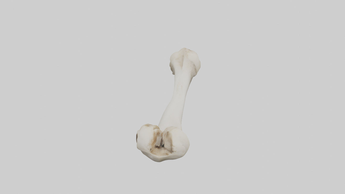 Dog Femur 3D model