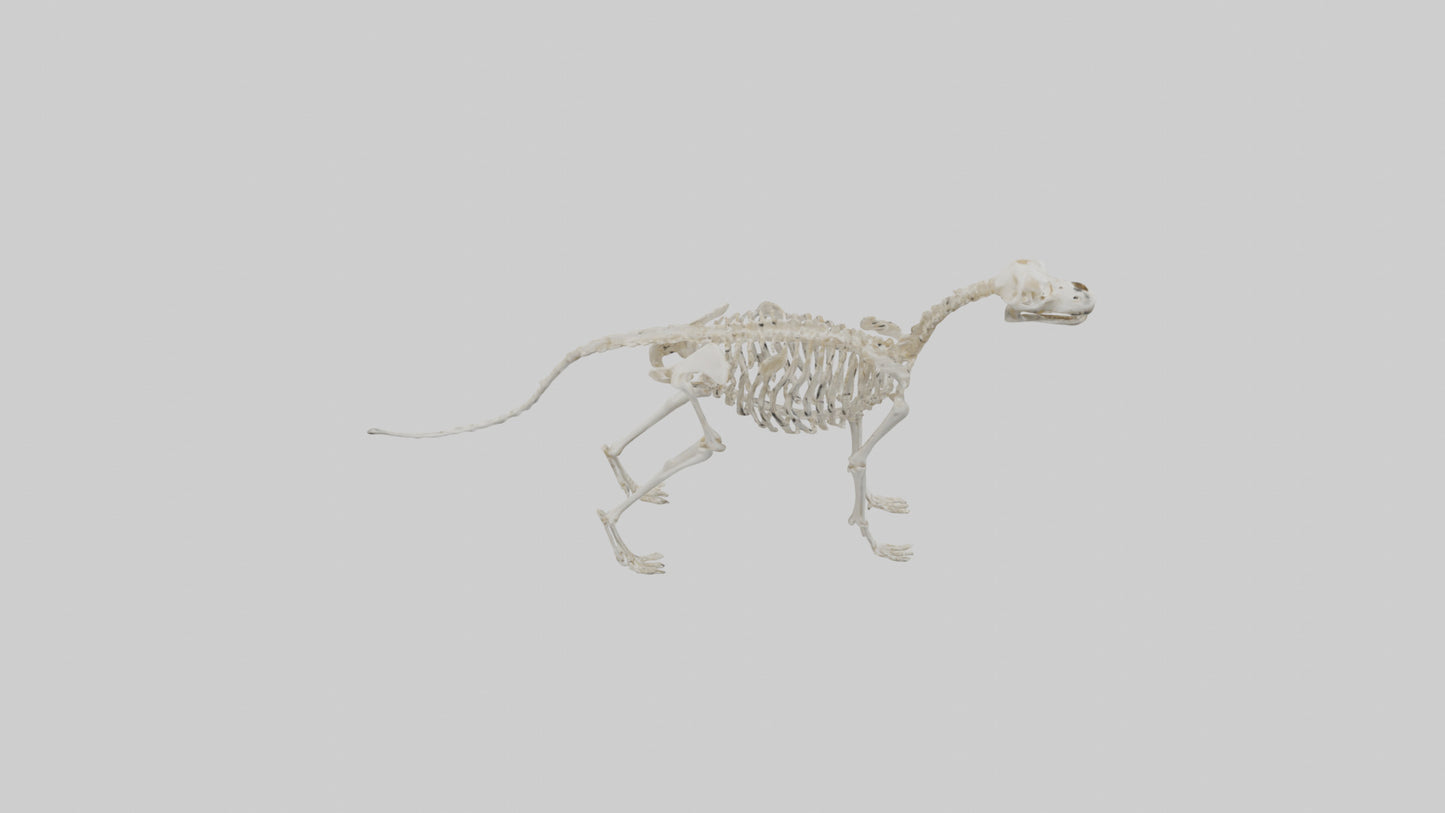 Dog Skeleton model VR / AR / low-poly