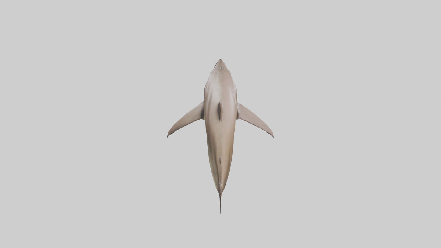 Dogfish Shark prowling model 3D model