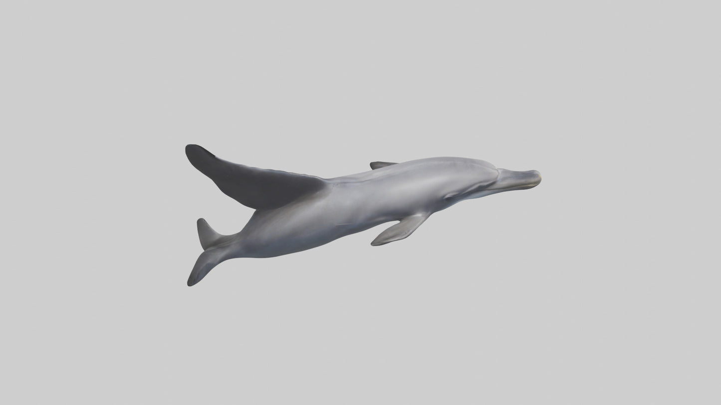 3D model Dolphin Fluke VR / AR / low-poly